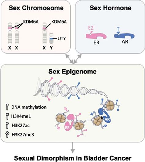 Cumulative and interactive effects from sex chromosomes, sex hormones,... | Download Scientific ...