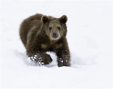 Bear Cub – Viewpoint Photographic Art Center