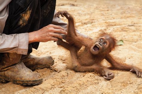 Orangutan Rescue: On the frontline in Sumatra - GlobalGiving