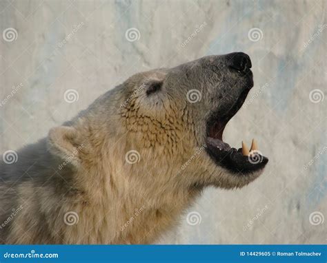 Roar of polar bear stock image. Image of ivory, arctic - 14429605