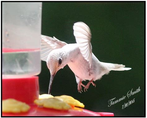 leucistic hummingbird - Birds and Blooms