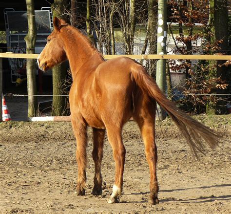 old chestnut horse in the sun rear view by Nexu4 on DeviantArt