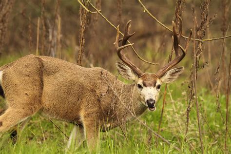 Discover The Largest Blacktail Deer Ever Caught in California - A-Z Animals