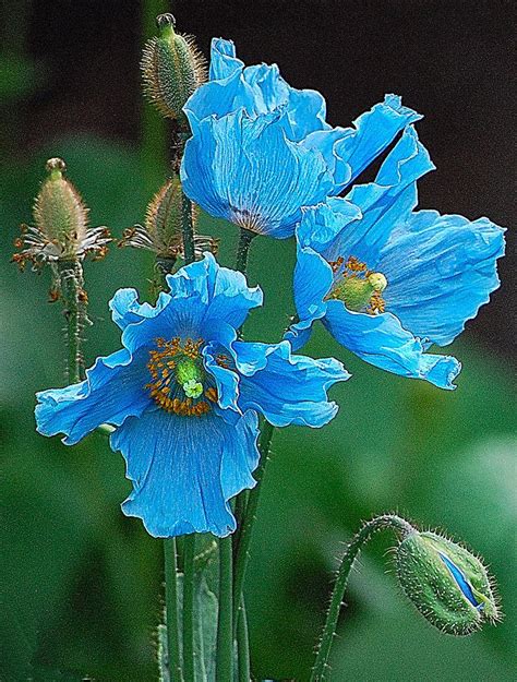 1000+ images about flowers on Pinterest | Delphiniums, Texas bluebonnets and Botanical gardens