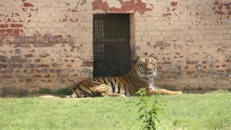 Tiger sightings increase in the Sunderban with lockdown but no tourists ...