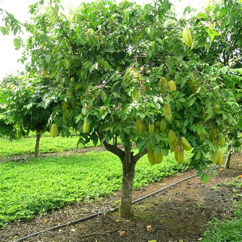 Polynesian Produce Stand : ~STAR FRUIT~ Tree Averrhoa CARAMBOLA Live Sml Potd 12 -18 inch Plant