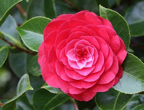 Camellia Japonica Guide: How to Grow & Care for “Japanese Camellia”