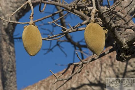 Baobab Super Fruit – Where From and What for? - Baobab