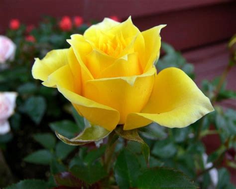 Yellow Rose 3D Wallpaper Hd - 47+ Yellow Roses Desktop Wallpaper on ...