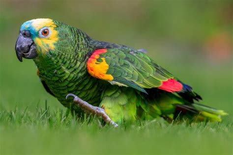 Loro del Amazonas | Características loro amazona de frente azul