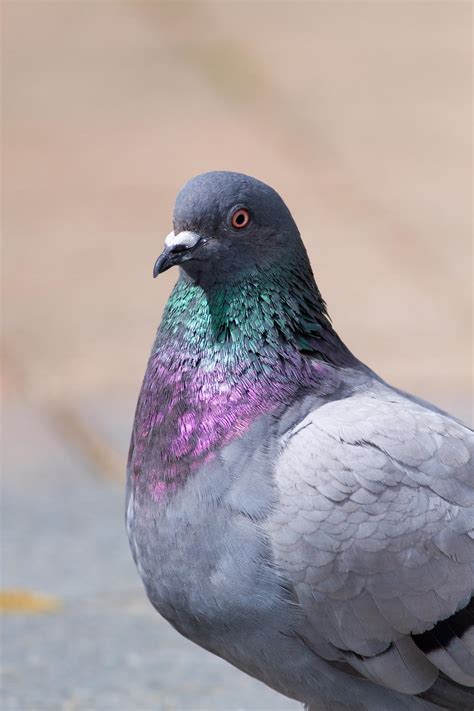 Pigeon Profile by ARC-Photographic on DeviantArt