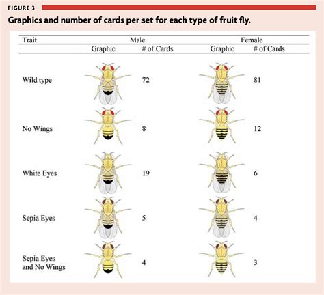 Fruit Fly Punnett Squares Worksheet Answers