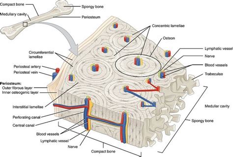 What is the Difference Between Compact and Trabecular Bone - Pediaa.Com