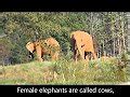 Elephants - kidsGoflash