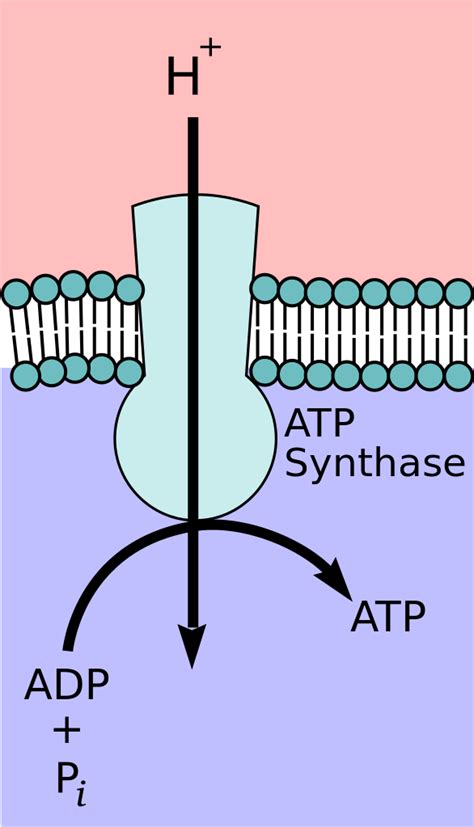 Atp Synthase Location In Mitochondria