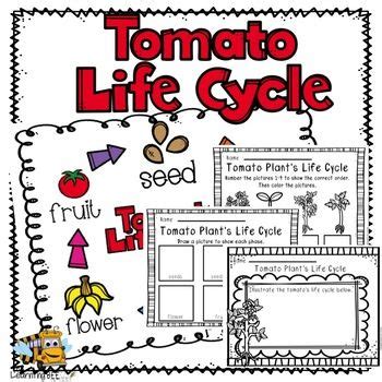 Tomato Plant Life Cycle【2024】