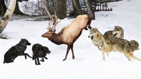 WOLF VS ELK | Elk Attempts To Escape Pack Of Wolves But Fail | Wolf ...