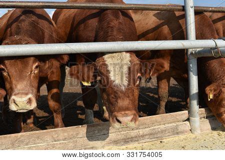 Limousine Bulls On Image & Photo (Free Trial) | Bigstock