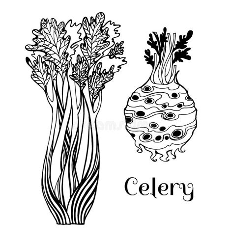 Hand Drawing Celery Black White Stock Illustrations – 176 Hand Drawing Celery Black White Stock ...