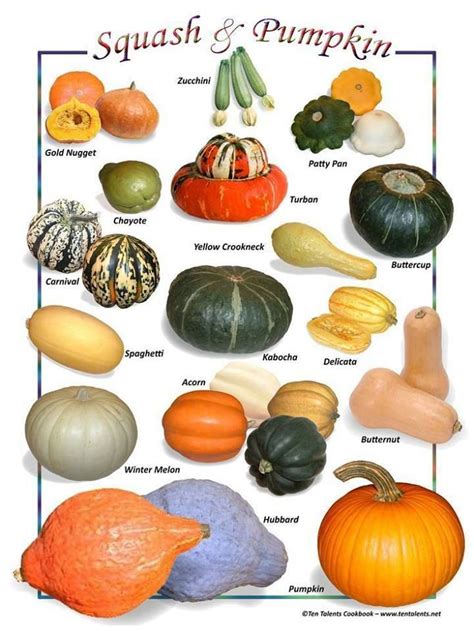 Pumpkin & Squash Varieties Chart | Pumpkin varieties, Squash varieties ...