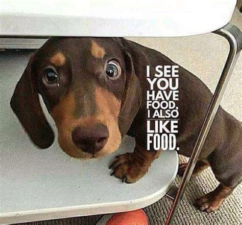 38 Best Dachshund Memes of All Time | Page 4 of 10 | The Paws