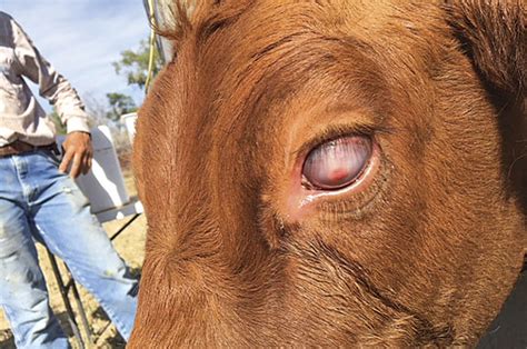 Pinkeye: New challenges call for new solutions - Progressive Cattle | Ag Proud