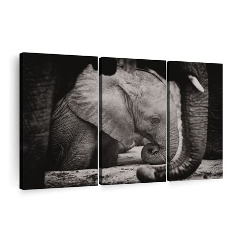 Napping Baby Elephant Wall Art | Photography