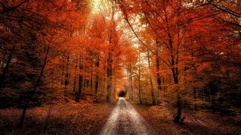 Autumn Forest Wallpaper 4K, Passage, Dirt road, Seasons