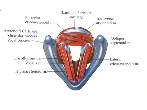 Básicos Anatomía de la laringe :)) 🎶🎶🎶🎶🎶🎶 www.alejandra-toledano.com ...