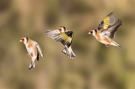 Best Settings For Bird Photography Canon 7d Mark Ii - Bird Walls