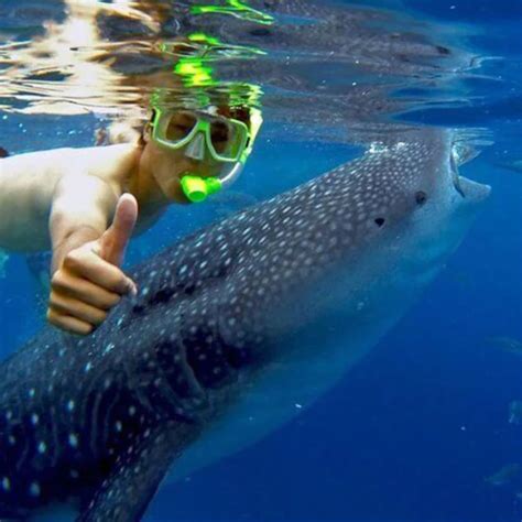 Swimming & Whale Shark Watching in Lila Bohol