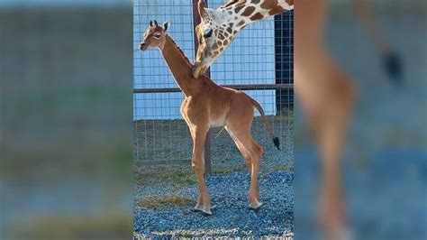 The rare giraffe born without spots now has a name