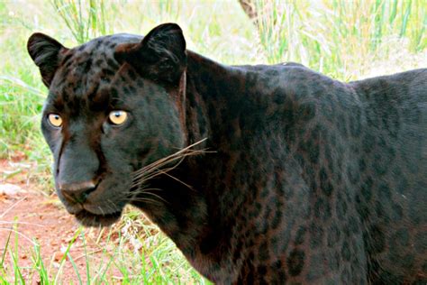 Chasing Mpumalanga’s Black Leopard | News