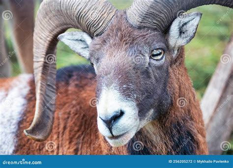 Head and Horns of a Wild Goat Close-up. Stock Photo - Image of kincraig ...