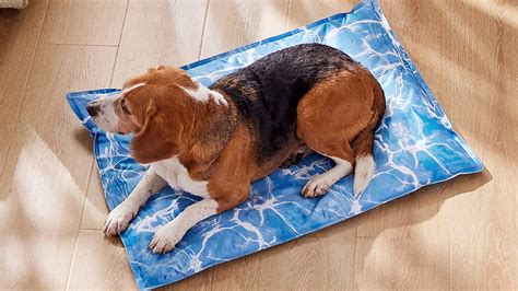 Cooling dog beds are a must for your pup in summer