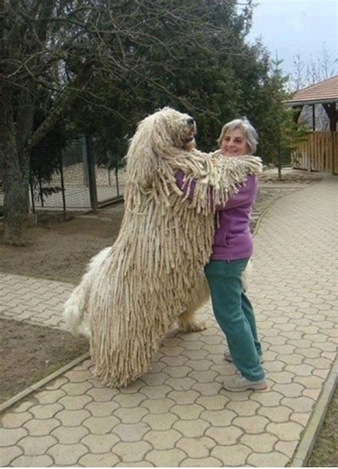 Huge Dogs (12 pics) – 1Funny.com