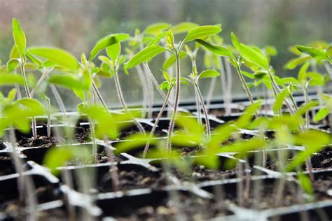 How to Save Leggy Seedlings and Prevent Spindliness