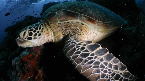 Sea Turtles - Cheloniidae | Underwater Asia