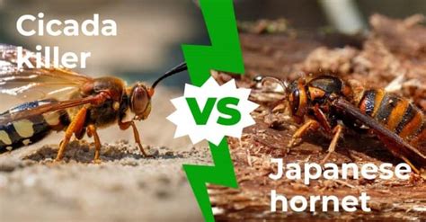 Cicada Killer vs Japanese Hornet: The Buzz on Big Bees with 3 Key Differences - A-Z Animals