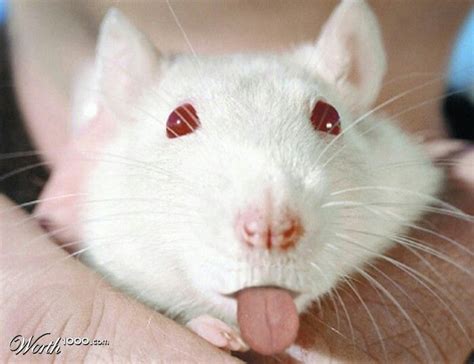 Pfffft | Albino animals, Pet rats, Cute rats