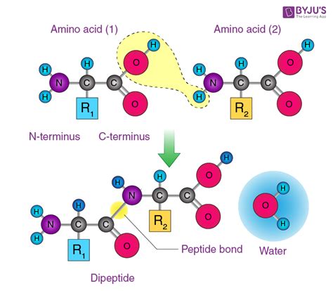 Peptide Bond - Definition, Formation, Structure, Examples