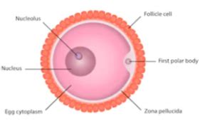 Draw A Labeled Diagram Of Human Ovum Cbse Class Science Learn | The ...