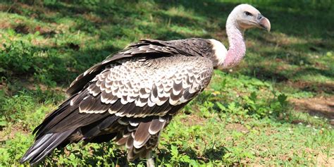 Ruppell's griffon vulture | Smithsonian's National Zoo and Conservation Biology Institute