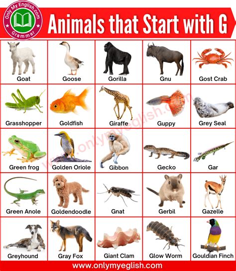 Animals that Start with G | Animals beginning with G » Onlymyenglish.com