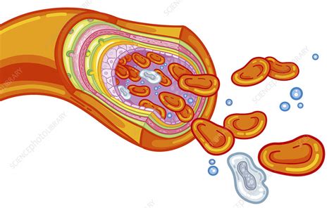 artery, drawing - Stock Image - C015/2531 - Science Photo Library