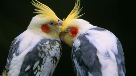 How to Care for an Old Cockatiel - Clever Pet Owners