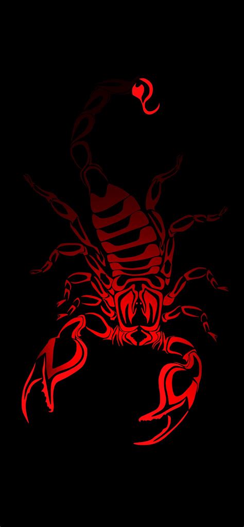 scorpion arachnids iPhone Wallpapers Free Download