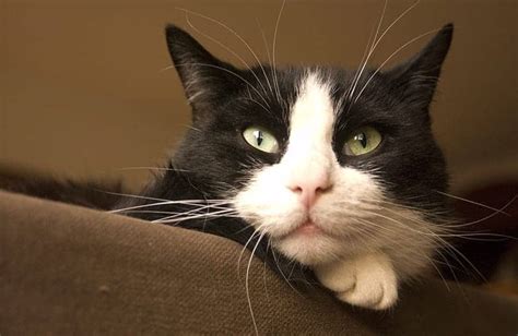 100+ Tuxedo Cat Names We Adore - Find Cat Names