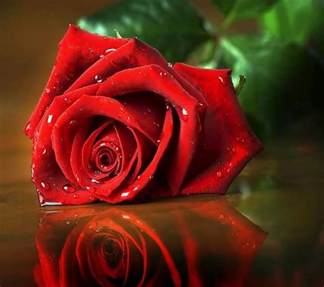 sallyabrahim on Twitter | Beautiful red roses, Red roses, Growing roses