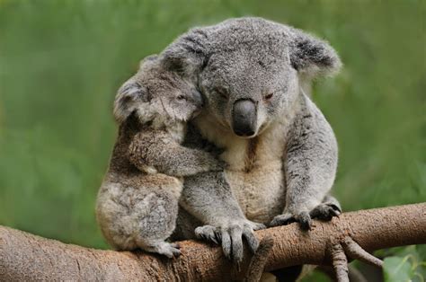 Koala Bears as Pets - Pet Ponder